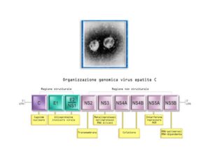 Esempio di genotipizzazione, virus epatite c (HCV)
