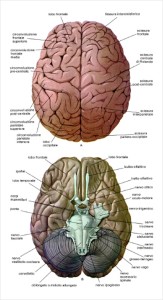 alcune aree del cervello