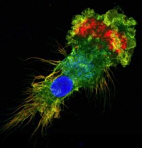 Cellula dendritica  - fluorescenza verde