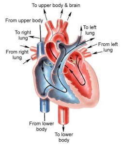 diagramma sezione cardiaca