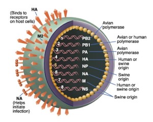 anatomia virtuale del virus H1N1
