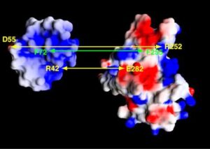 un'immagine tridimensionale della protein-chinasi c