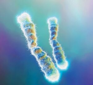 Le estremita' dei cromosomi, i "cappucci", i telomeri
