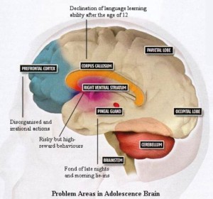 Aree cerebrali implicate nello sviluppo cognitivo in età adolescenziale