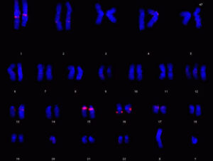 al centro della diapositiva, il cromosoma 16 (fluorescenza rossa)