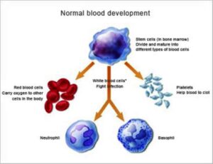 Sviluppo regolare cellule tessuto sanguigno