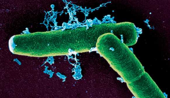 i batteri dell'antrace