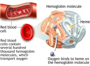 emoglobina e trasporto O2