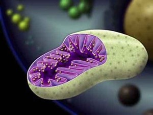 mitocondrio