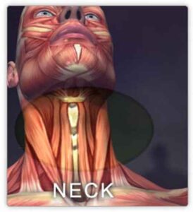 schema muscoli collo