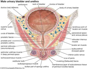 anatomia vescica maschile
