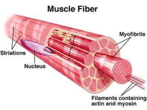 diagramma fibre muscolari