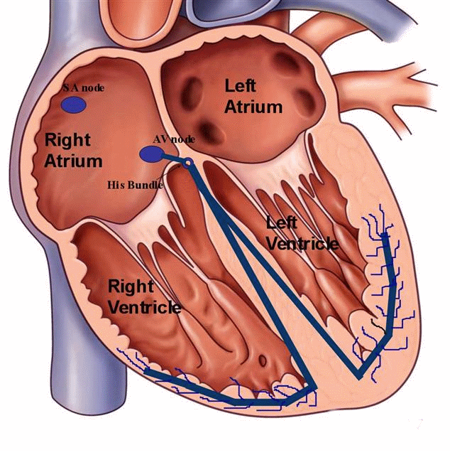 cardiaco arriva una molecola italiana salvavita