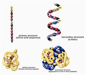 Protein_structure