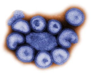 Il virus A H1N1