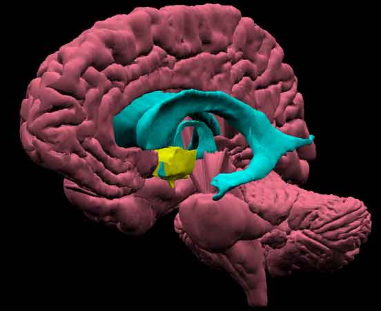 Aumentano I Neuroni Nell ipotalamo Con L aumentare Dei Grassi Nella Dieta