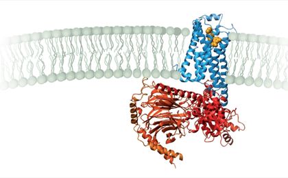 [Premi Nobel 2012] Nobel per la chimica a Robert Lefkovitz e Brian