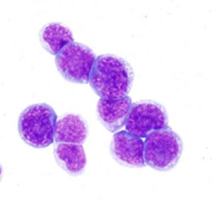 genesis_stem_cells