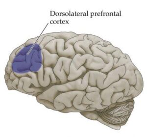 corteccia_prefrontale