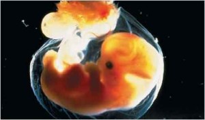 embrione