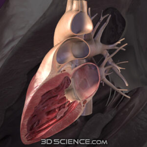 cuore_3D