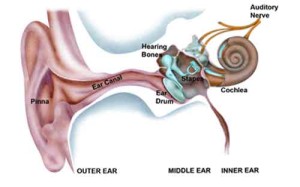 inner_ear
