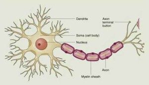 neuroni