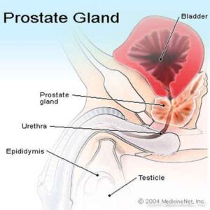 prostate_gland