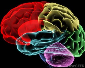 human-brain-zones