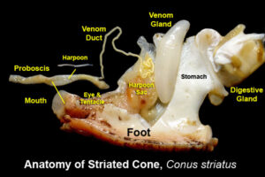 conus-anatomy