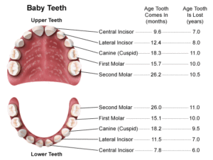 Child-Teeth-Chronology