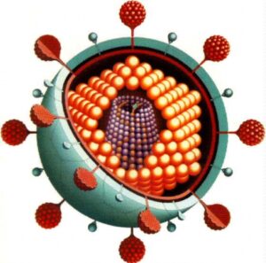 rubivirus