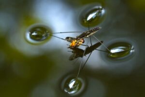 freshwater-insects-strider-fly_35362_600x450